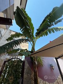 PIANTE BANANE