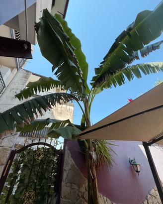 PIANTE BANANE