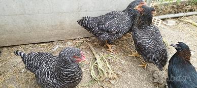 Galline razza amrock