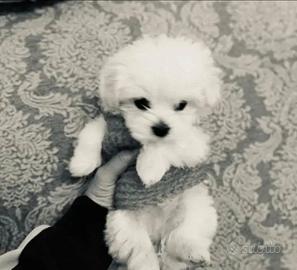 Maltese mini toy