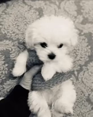 Maltese mini toy