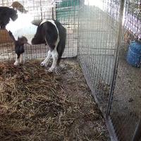 Poni di quattro anni 800 euro non trattabile