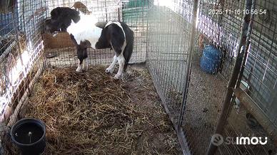 Poni di quattro anni 800 euro non trattabile