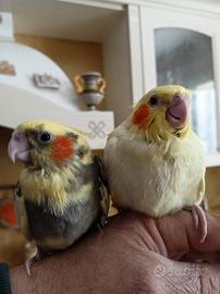 Calopsite allevati a mano