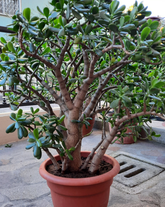 Piante crassule