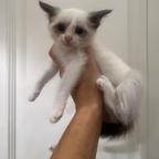 Cipria, gattina Siamese incrocio ADOZIONE
