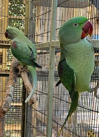 Parrocchetti, Grandi alessandrini, lori ?