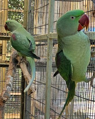 Parrocchetti, Grandi alessandrini, lori