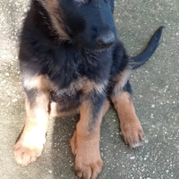 Cane pastore tedesco