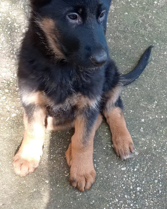 Cane pastore tedesco