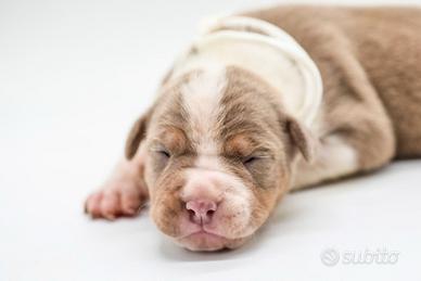 American pitbull terrier