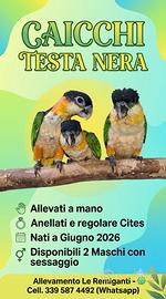 Caicchi Testa nera Allevati a mano