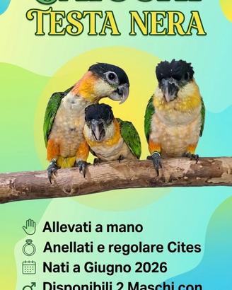 Caicchi Testa nera Allevati a mano