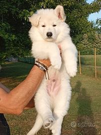 Cuccioli pastore svizzero bianco