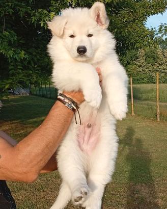 Cuccioli pastore svizzero bianco
