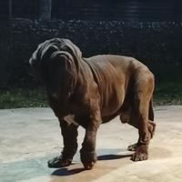 Mastino napoletano