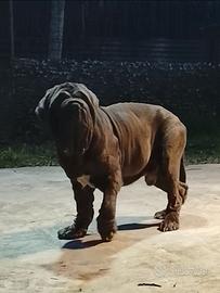 Mastino napoletano