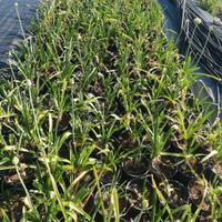 Agapanthus  Bianco vaso 20