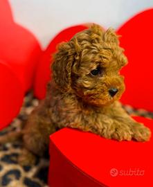 BARBONCINI RED TOY CUCCIOLI - BARBONCINO -pag rate