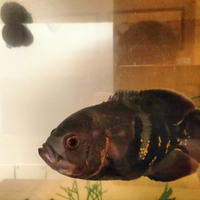 Astronotus ocellatus