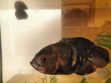 Astronotus ocellatus