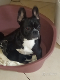 Buldog francese femmina