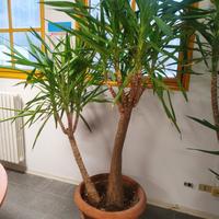 Pianta Yucca due tronchi