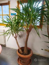 Pianta Yucca due tronchi