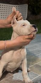 Cuccioli dogo argentino