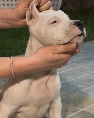Cuccioli dogo argentino