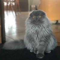 Scottish highland fold blue accoppiamento/monta