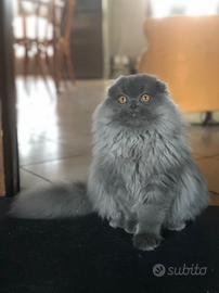 Scottish highland fold blue accoppiamento/monta