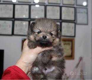 Cuccioli di Pomerania