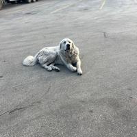 Pastore maremmano per monta