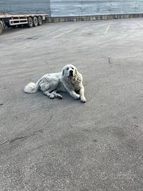 Pastore maremmano per monta