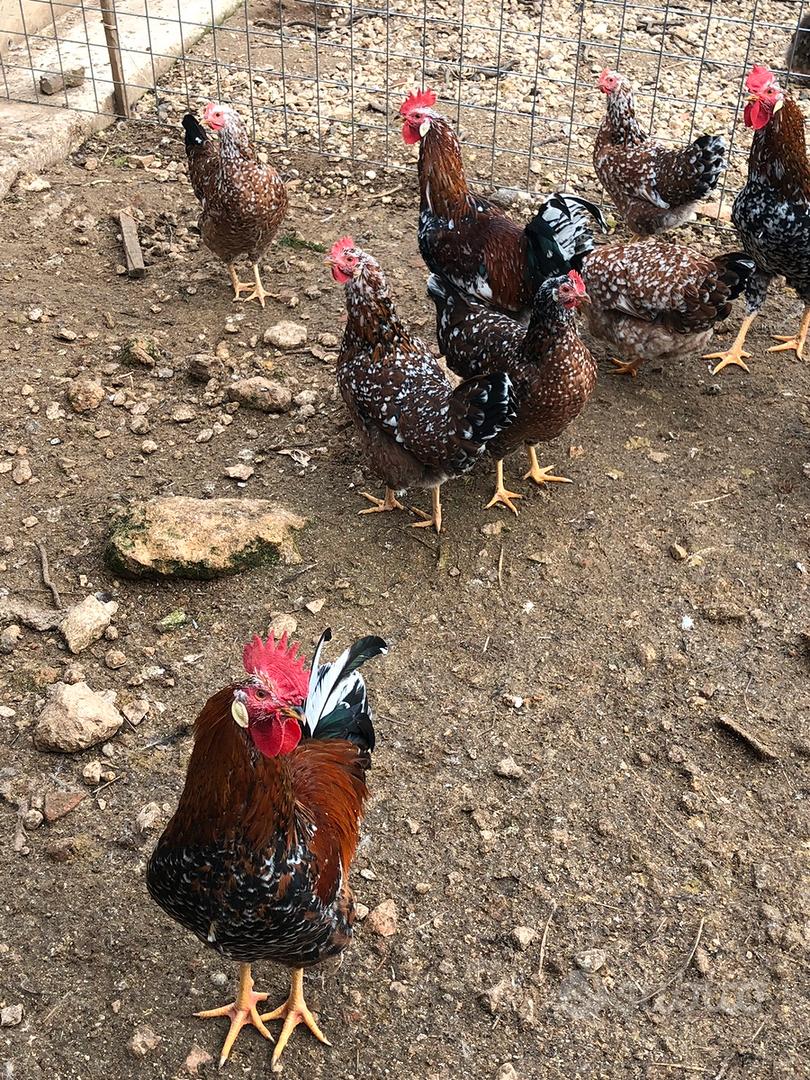 Galline millefiori di lonigo - Animali In vendita a Vicenza