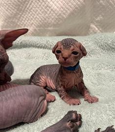 Sphynx