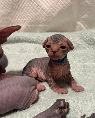 Sphynx
