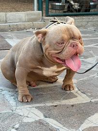 American Bully Micro Exotic