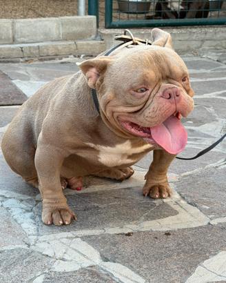 American Bully Micro Exotic