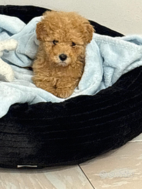 Barboncino Toy Albicocca