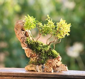 Prebonsai Melograno