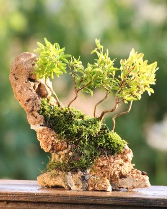 Prebonsai Melograno