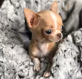 CHIHUAHUA TOY CUCCIOLI DISPONIBILI pag rateale