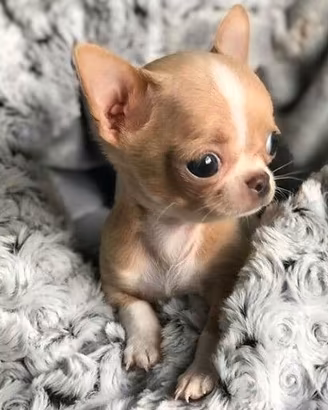 CHIHUAHUA TOY CUCCIOLI DISPONIBILI pag rateale
