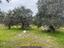 Immagine 11