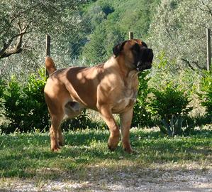 Boerboel cucciolone di poco più di un anno