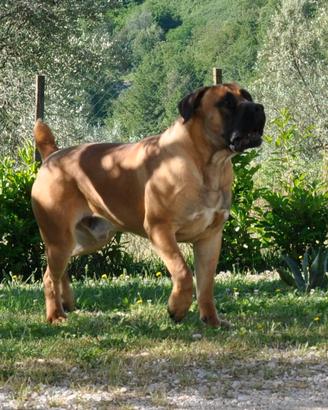 Boerboel cucciolone di poco più di un anno
