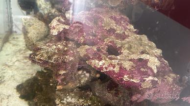 Rocce marine acquario