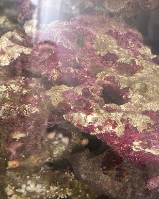Rocce marine acquario